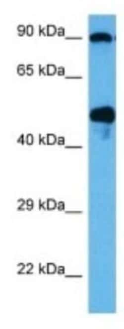 Glut3 Rabbit anti-Human, Polyclonal, Novus Biologicals 100 &mu;g; Unconjugated:Antibodies,